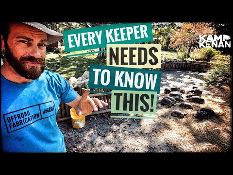 My Feeding Schedule for Turtles & Tortoise (Important INFO here!)