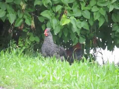 Altsteirer Junghähne