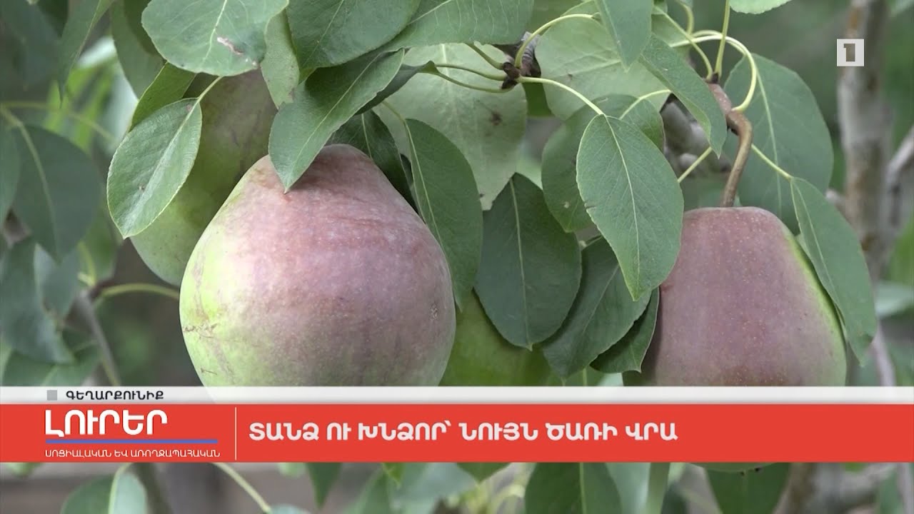 Տանձ ու խնձոր՝ նույն ծառի վրա