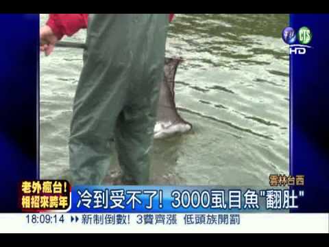 "凍"抹條! 雲林逾3千虱目魚冷死