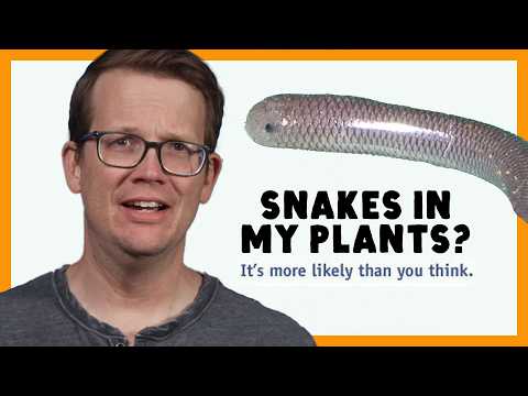 These Snake Clones Are Everywhere (And It’s Our Fault)