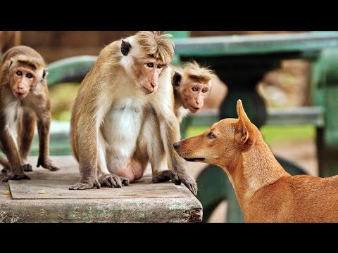 Trailer Im Reich der Affen