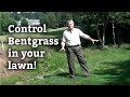 Bent Grass In A Home Lawn - Expert Lawn Care Advice
