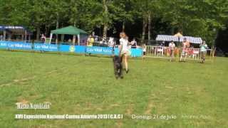 preview picture of video 'XVII Exposición Nacional Canina Amurrio 2013 Domingo 21 de julio'