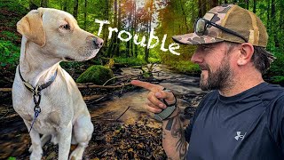 Bushcraft Wild Camping | My Dogs First Time
