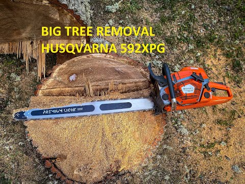 Big tree removal in Sweden | Husqvarna 592XP |