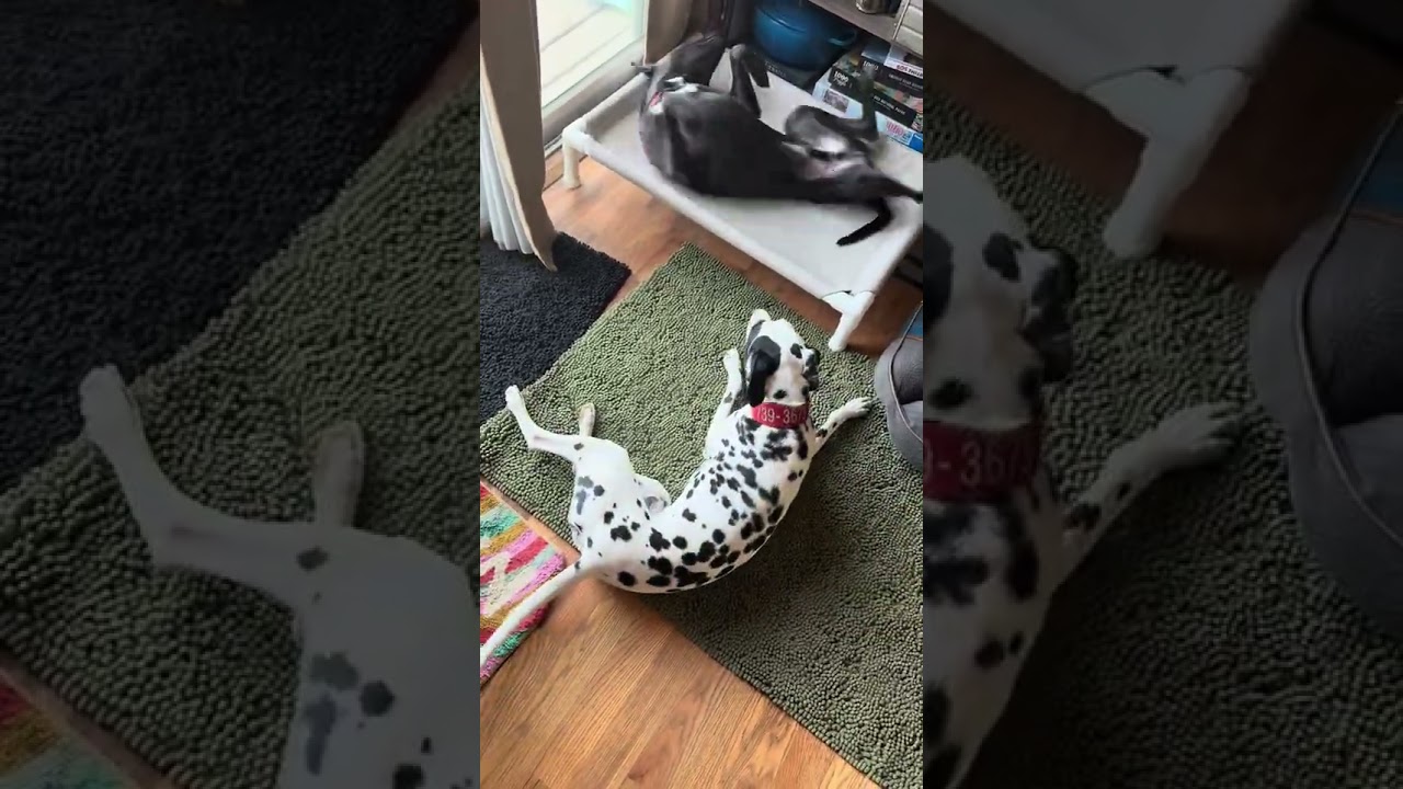 Enlarge Kevin, a ADOPTABLE mixed breed in Fort Collins, CO video 6/6