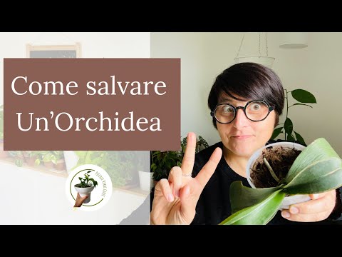 Come salvare un’orchidea| marciume radicale | cura delle piante