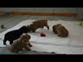 Miniature Poodle dogs for sale: Joey - Video 1