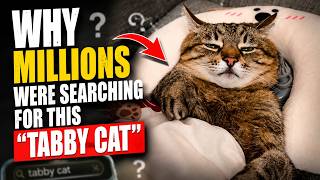 Why Millions of People Were Searching for This tabby Cat