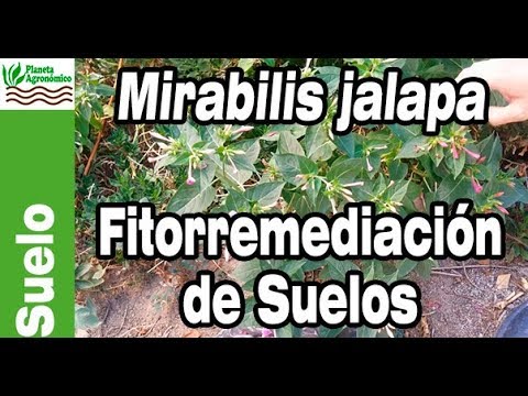 , title : 'Mirabilis Jalapa – una 🌱 planta usada para 🤩 FITOREMEDIACIÓN y otras cosas más'