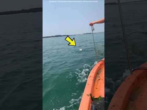 Rescued Injured Pigeon Gets a Second Chance 🕊️❤️