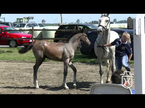 209 Stutfohlen von Clarimo   Caretino   Exkurs