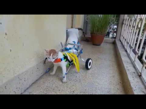 Mintbowl Dog Wheelchairs india Cat Walking Mob 9979035679