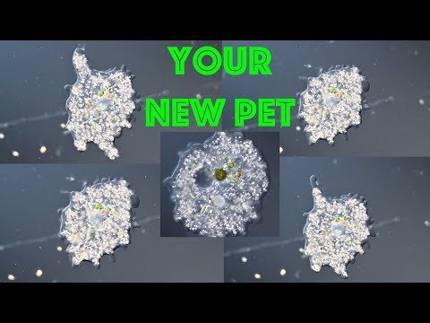 How to Grow Amoebas at Home?