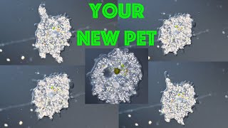 How to Grow Amoebas at Home