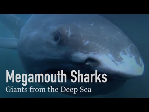 Megamouth Sharks, Gentle Giants of the Deep Sea