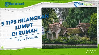 Sering Bikin Licin, Ini Beberapa Tips Ampuh Menghilangkan Lumut yang Tumbuh di Teras