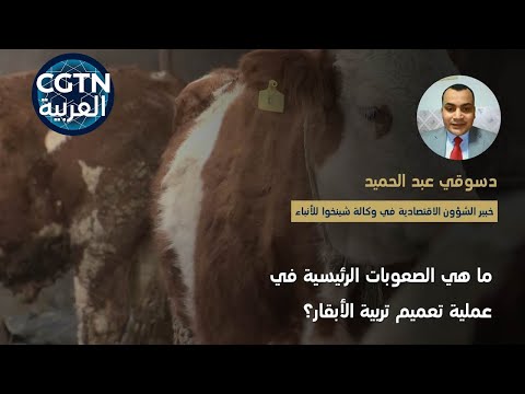 صين المال والأعمال: ما هي الصعوبات الرئيسية في عملية تعميم تربية الأبقار؟