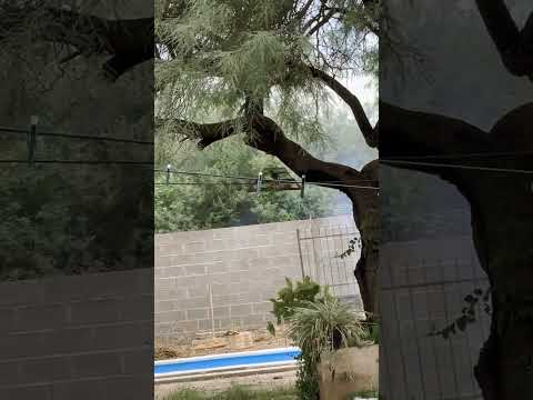 LAS MÁQUINAS #aves #recreo #catamarca 🤩😍😍