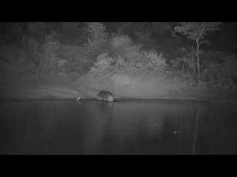 Djuma: One Hippo leaving dam on the other side - 19:11 - 11/15/21