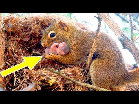 YouTube video about: How much can a squirrel lift?