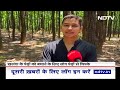 Dehradun में 2000 पेड़ों पर मौत का लाल निशान, प्यास बुझाने का यह कैसा Plan? | Water Crisis | Tree - Video