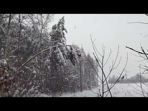 ŁAMANIE DRZEWA POD CIĘŻAREM ŚNIEGU 16.12.2022 MAŁOPOLSKA