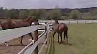 preview picture of video 'Thoroughbred race horse enjoys some turnout time at farm between races'