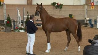 Video koně D‘cinzano