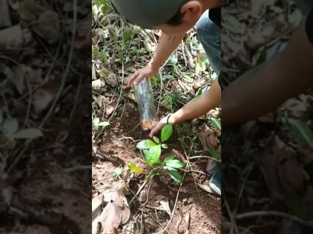 Vídeo relacionado con SYEYCW 4 Piezas Redes de Pesca de Plástico, Herramienta de Aprendizaje Temprano, Redes para Atrapar Insectos, Captura de Insectos y Mariposas, Equipo Compacto de Juego al Aire Libre