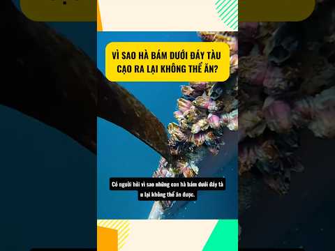 Vì sao hà bám dưới đáy tàu cạo ra lại không thể ăn? #animals #animalfacts #shorts