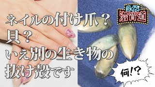 ネイルの付け爪？貝？なんの生き物の殻？：クイズ滋賀道