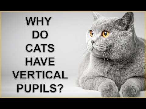 Why Do Cats Have Vertical Pupils?