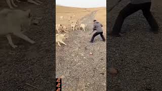 Wild Encounter #short  #trending