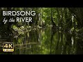 Birdsong by the River - Birds Chirping in the Forest - Flowing Water Sounds for Sleep & Relaxation