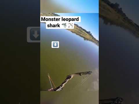 Check it out! Shark shot with Bow and Arrow #shorts #sharkfishing #fishing