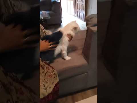 bathing and sleeping time #catshorts #catstagram #khadijafunventure