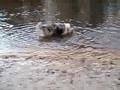 Beaver