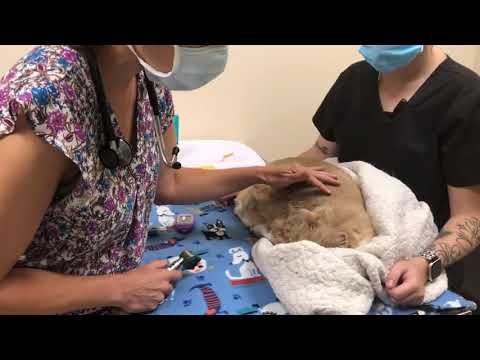 Using the AlphaTrak Glucometer in a Cat