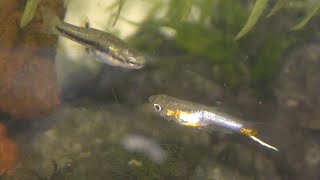 Keeping Endlers Males with Least Killifish Females