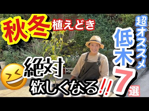 ブッドリア 開花低木 オール夏 太陽に満ちた長い夏の開花 メンテナンスが簡単