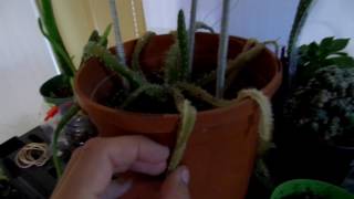 Aloe Vera Rescue And Help Dying Cactus!!!!