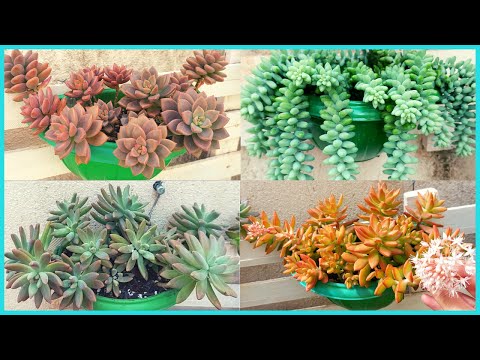 15 SUCULENTAS PERFEITAS PARA JARDIM VERTICAL