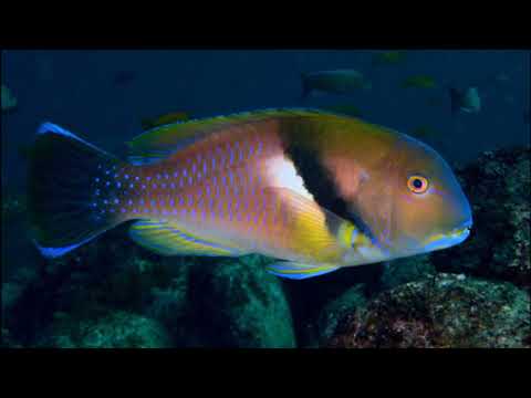 Facts: The Azurio Tuskfish