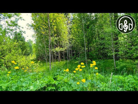 Успокаивающий смешанный лес и пение птиц. Соловей, кукушка, дрозд. 12 Часов видео.