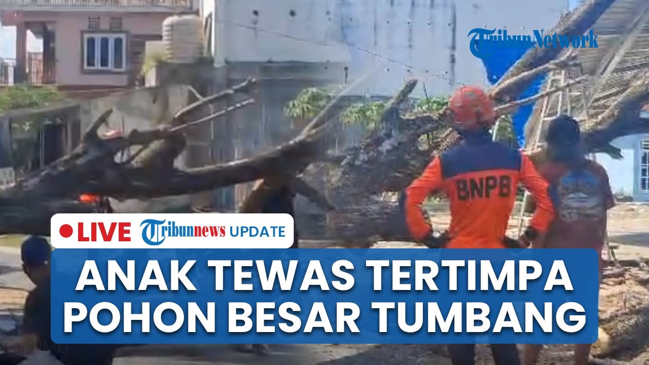 LIVE: Tagedi Pohon Tumbang Tewaskan Bocah 4 Tahun di Parigi Moutong, Keamanan Jalan Disorot