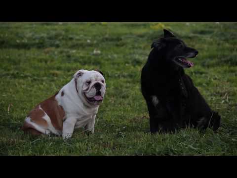 Arno Cost, Norman Doray Together (fan made video)