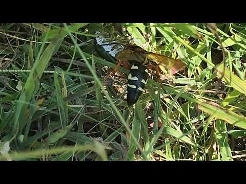 Cicada Killer Wasp Feeding on a Cicada in Manasquan, NJ