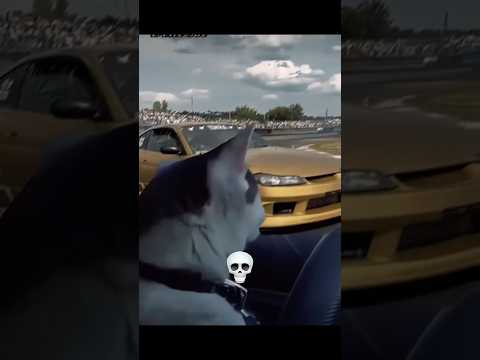 Cat Drifts 💀🗿